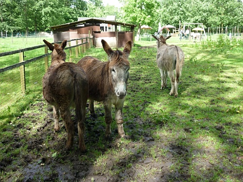 donk (14)